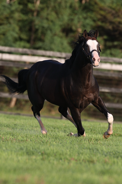 2011 STALLION ROSTER  ポスター Our stallions | Japan